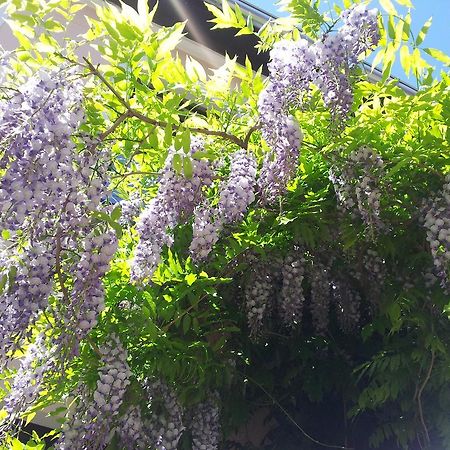 Guest House Wisteria Dresden Exterior photo